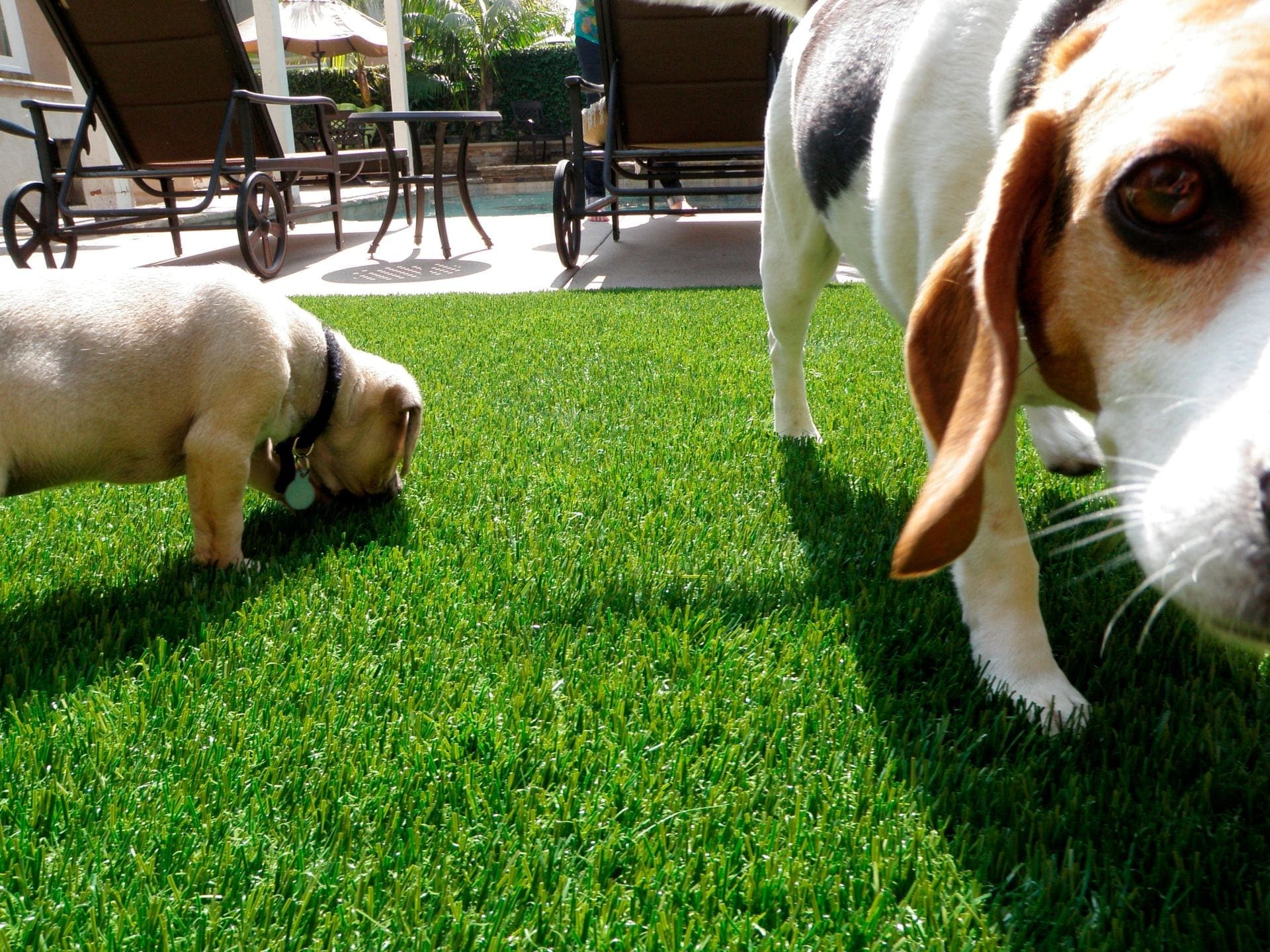 Artificial Grass & Synthetic Turf Supplier NZ | TigerTurf