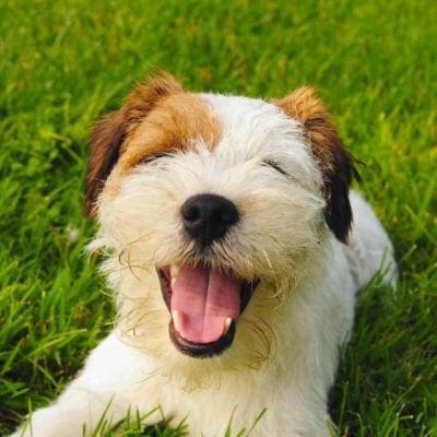 Residential landscape dog on turf